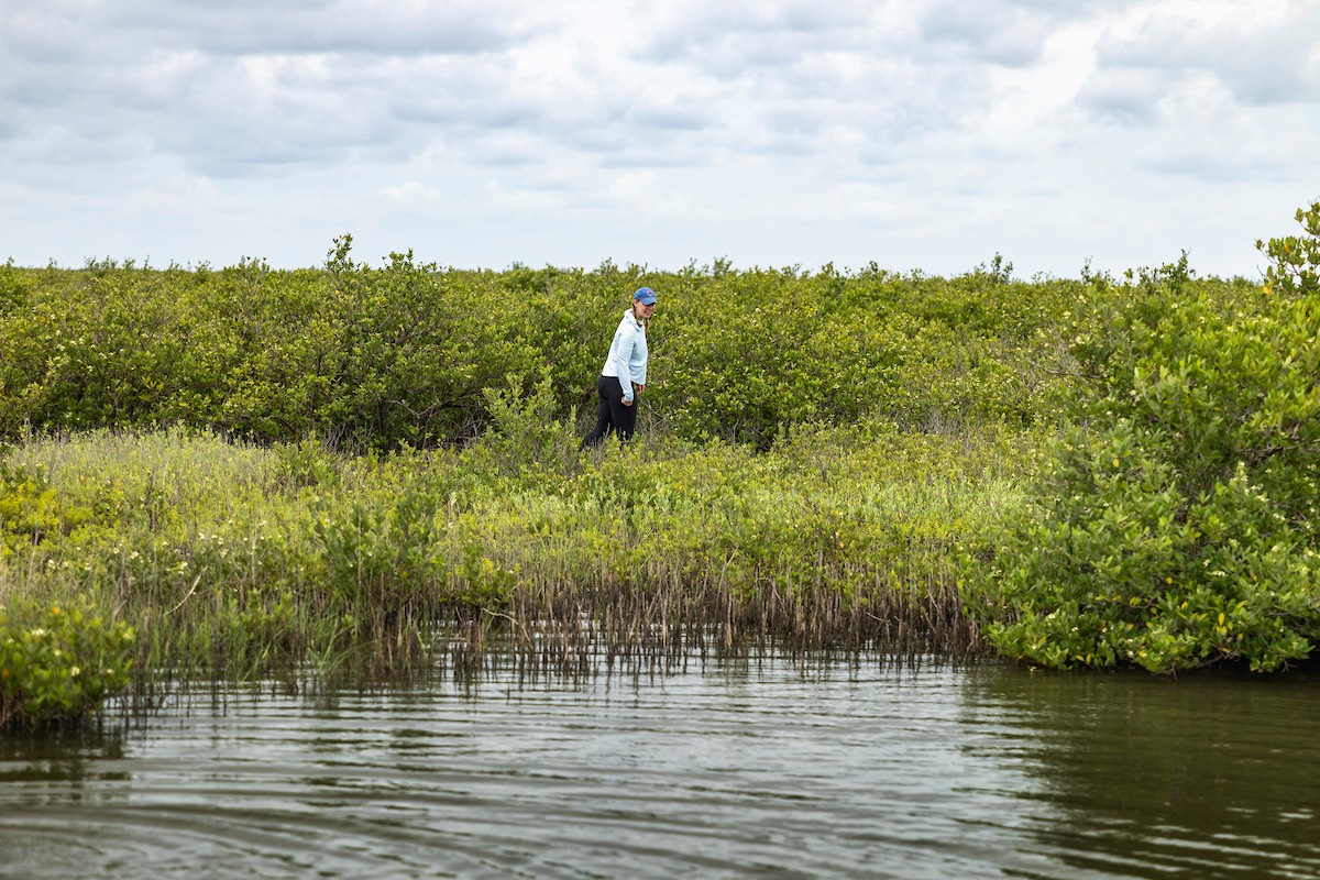 Black Mangrove Research. Black Mangrove Research.
