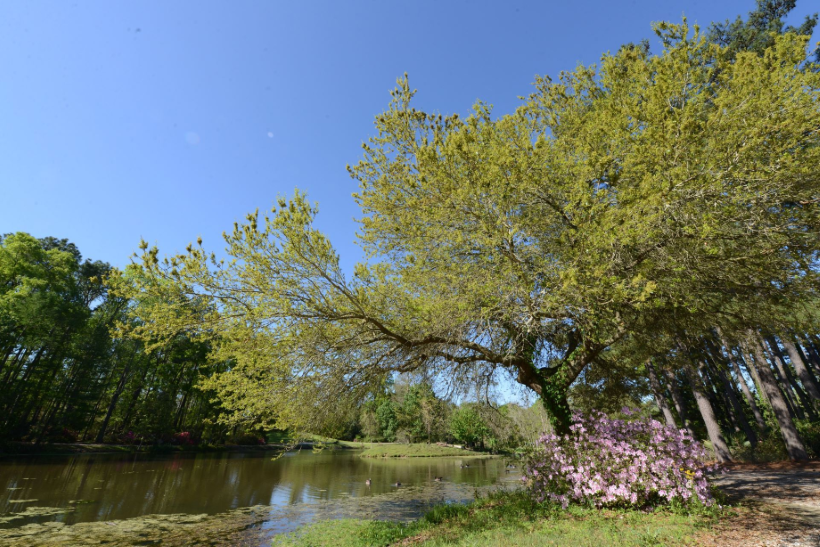 Louisiana tree