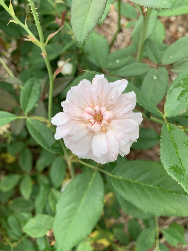 white rose