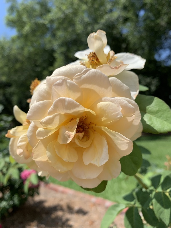 light yellow rose