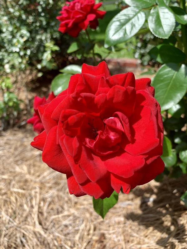 red rose