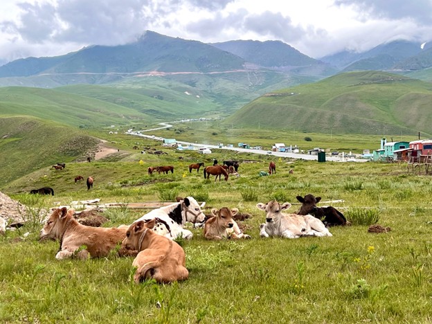 cattle lying down in pasture in front of yurts in the background