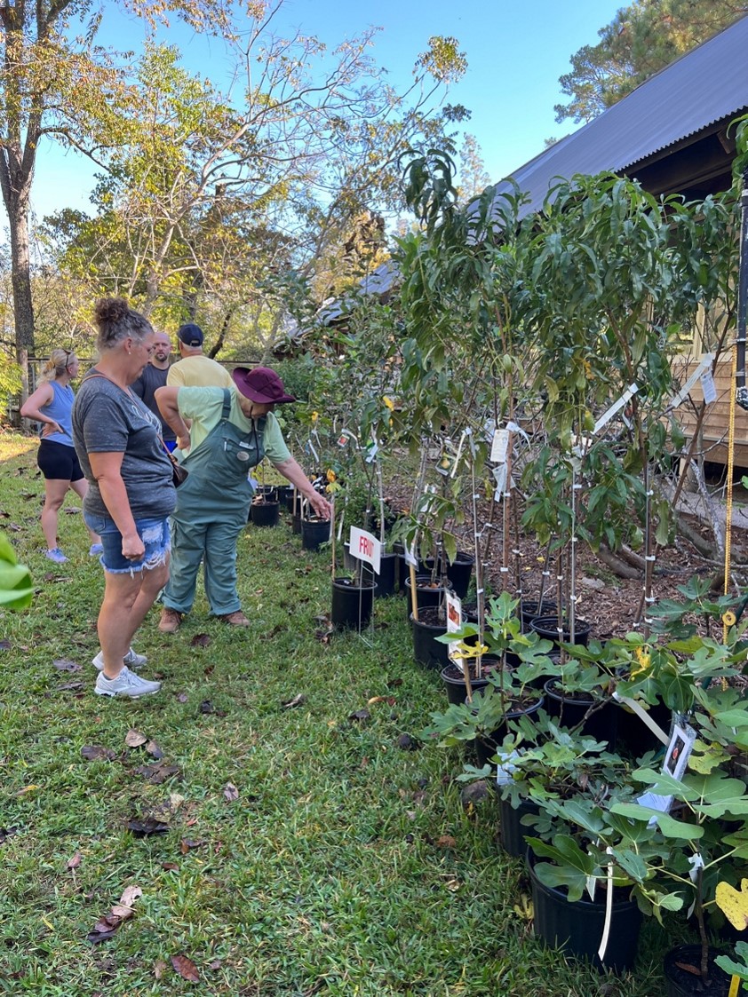 volunteers and shoppers looking at trees