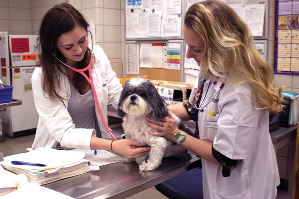 small animal exam