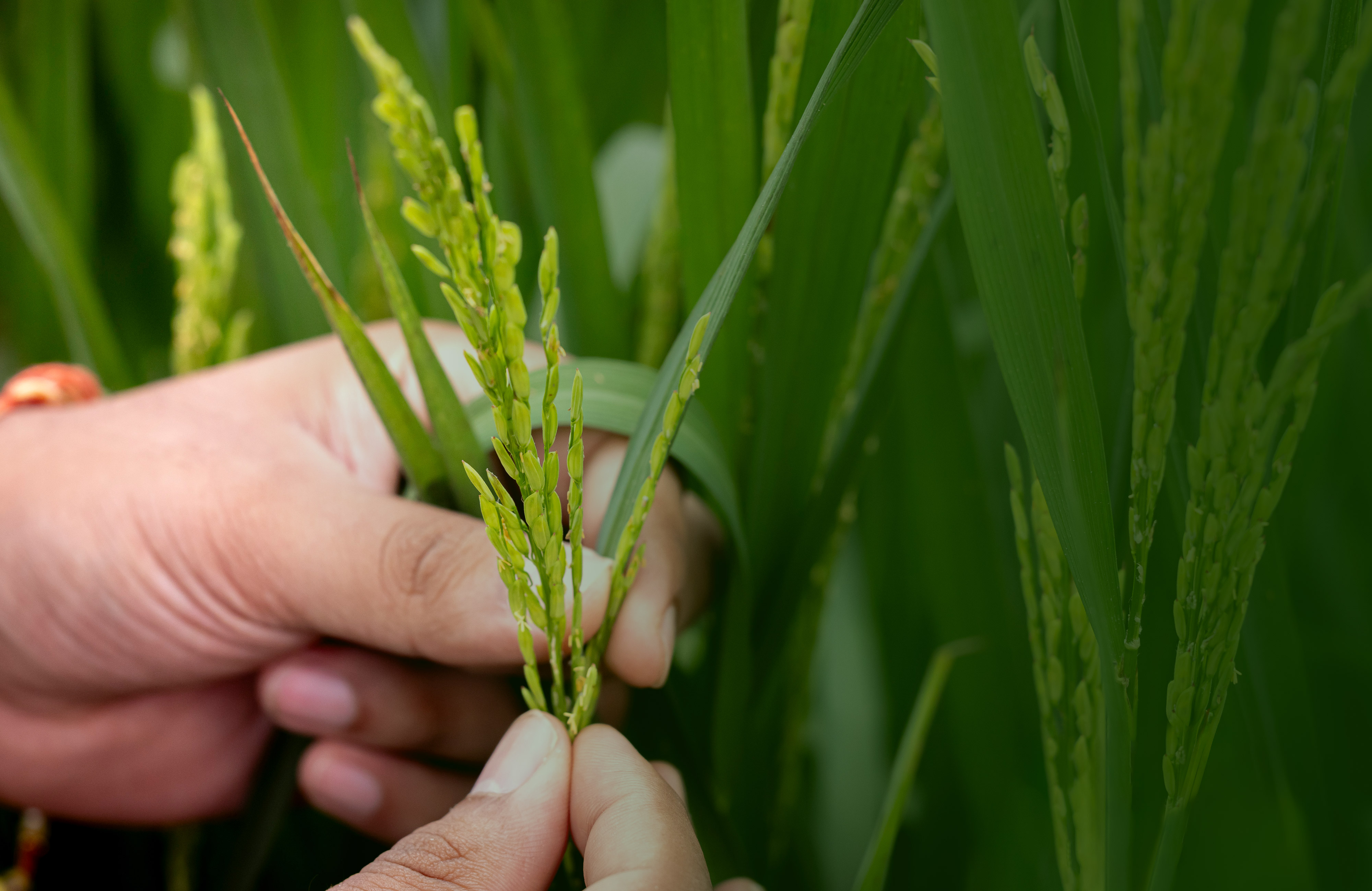 Rice Plant